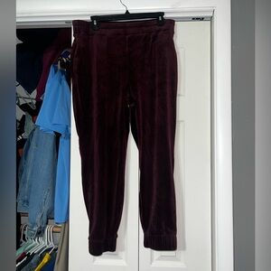 Express velour joggers